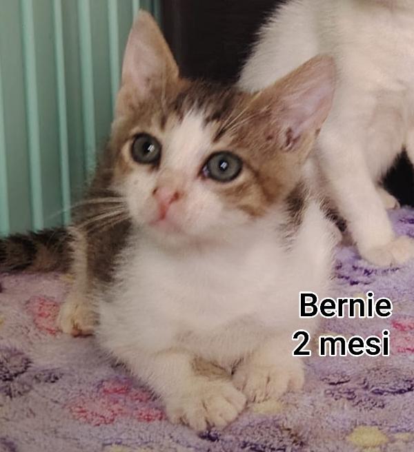 Micetti bisognosi cercano casa Foto 9