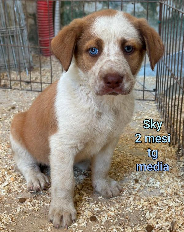 Adotta un cucciolo bisognoso  Foto 7