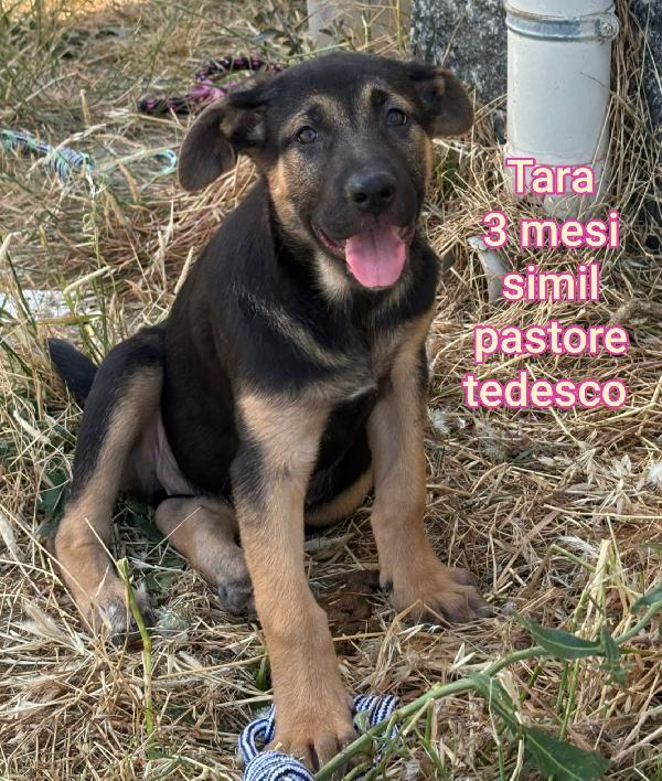 Adotta un cucciolo bisognoso  Foto 8