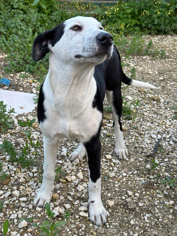 YOGHI, CUCCIOLO MIX AMSTAFF Foto 6