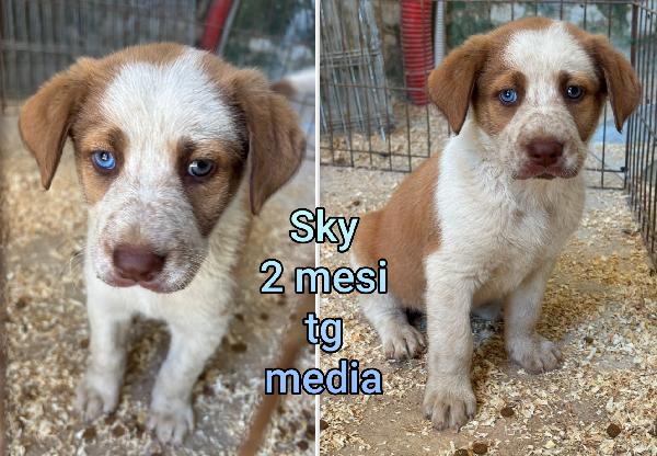 Siamo sommerse dai cuccioli  Foto 3