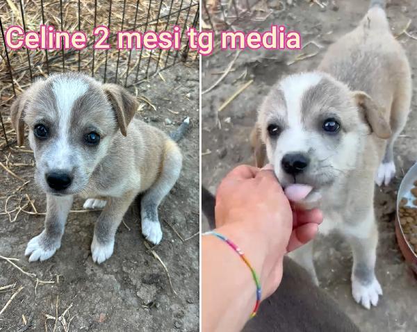 Siamo sommerse dai cuccioli  Foto 4