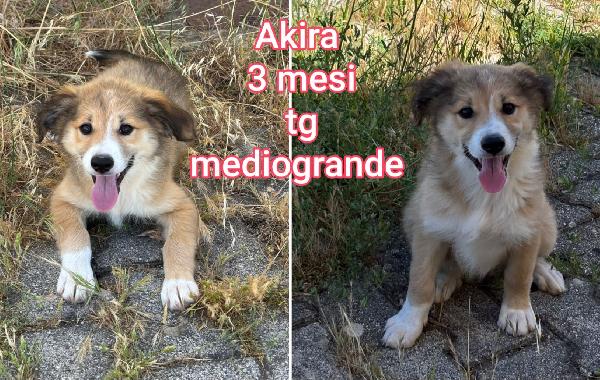 Siamo sommerse dai cuccioli  Foto 9