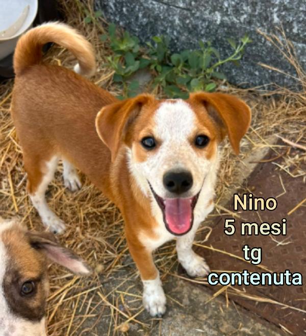 2 mesi: tenerissimi cuccioli  Foto 4