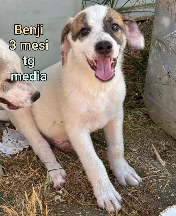 2 mesi: tenerissimi cuccioli  Foto 8