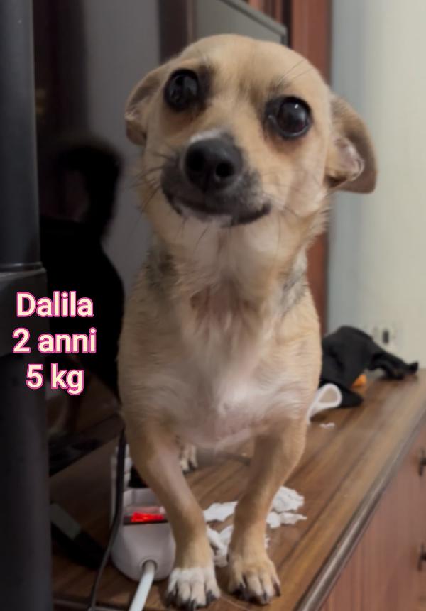 Tanti Cagnolini Piccolini