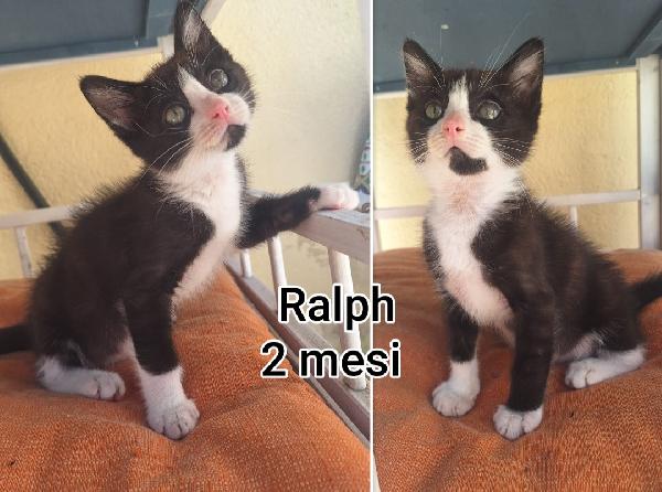 Adorabili gattini da adottare Foto 2