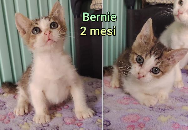 Adorabili gattini da adottare Foto 6