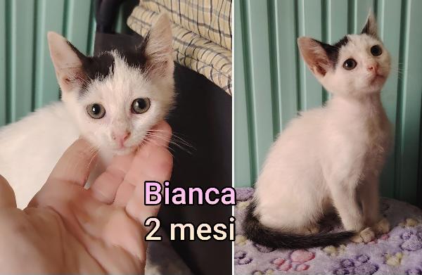 Adorabili gattini da adottare Foto 7
