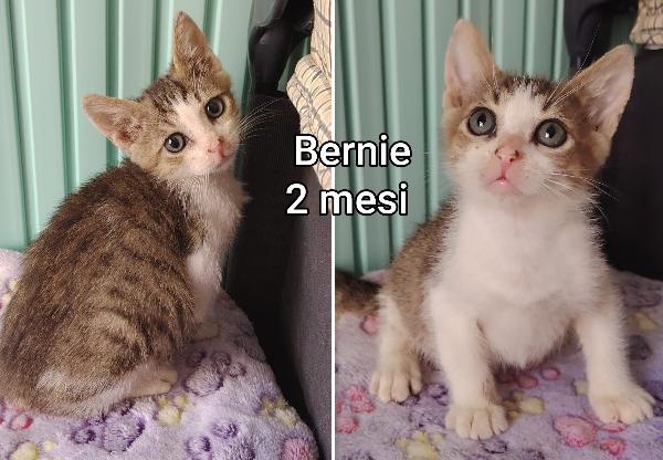 Adorabili gattini da adottare Foto 8
