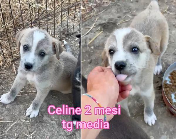 Cucciolini Meravigliosi Dai 2 Mesi