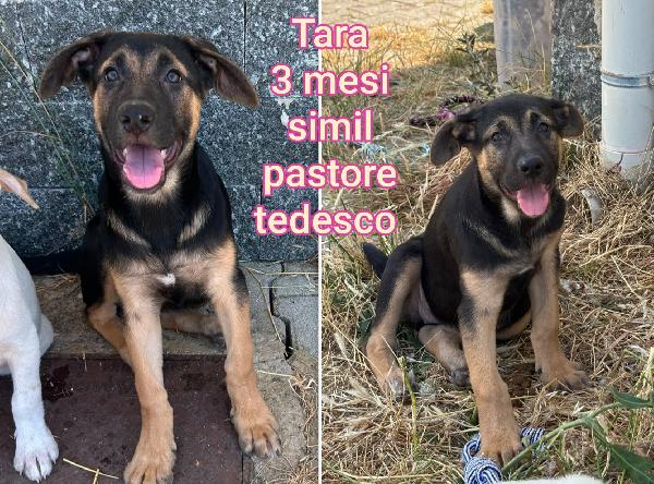 Cucciolini meravigliosi dai 2 mesi Foto 3