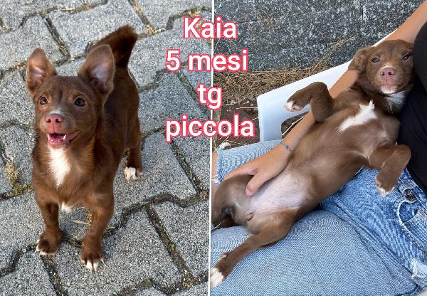Cucciolini meravigliosi dai 2 mesi Foto 4