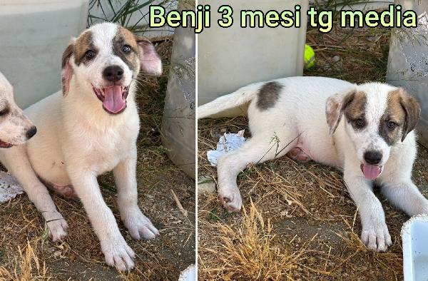Cucciolini meravigliosi dai 2 mesi Foto 6