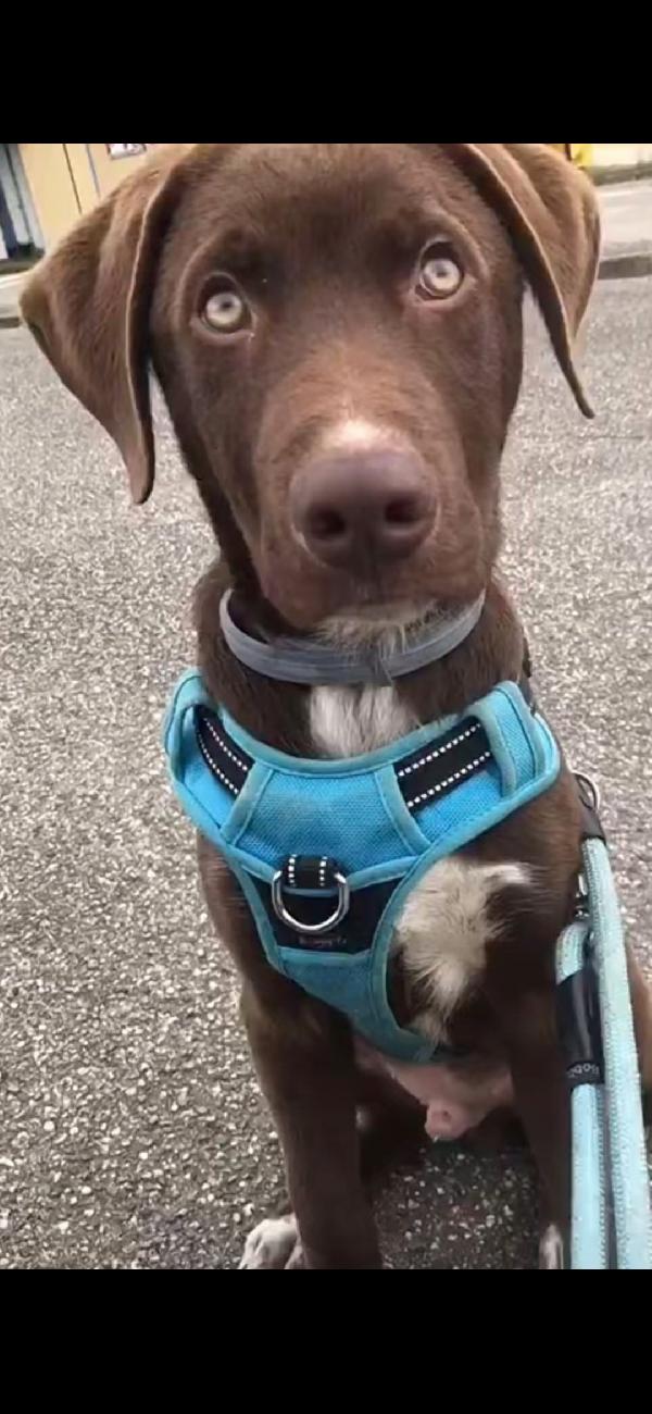 Pongo, 9 Mesi, Riportato In Rifugio 