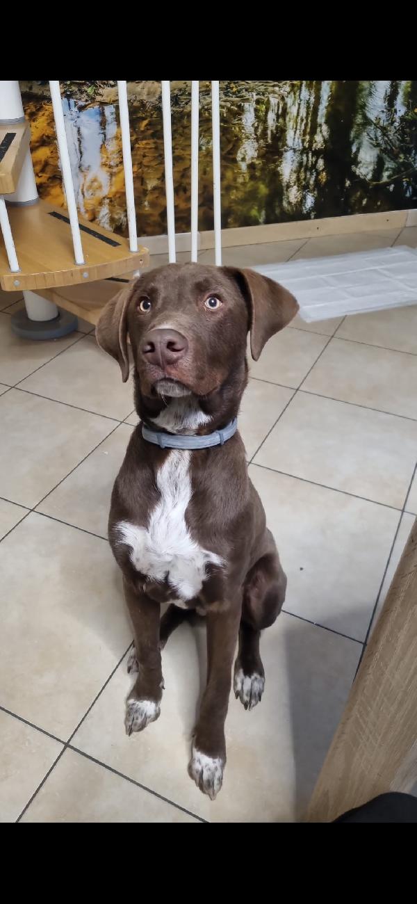Pongo, 9 mesi, riportato in rifugio  Foto 2
