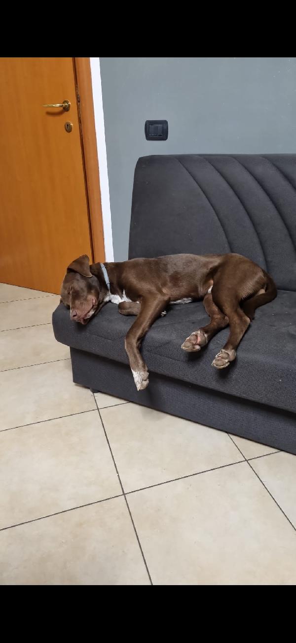 Pongo, 9 mesi, riportato in rifugio  Foto 3