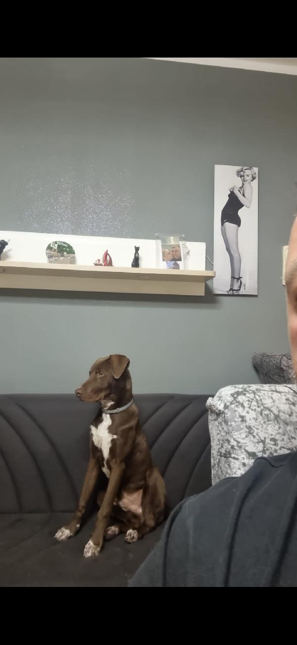 Pongo, 9 mesi, riportato in rifugio  Foto 5