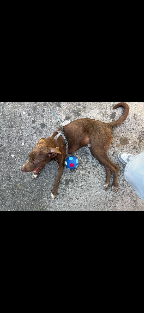 Pongo, 9 mesi, riportato in rifugio  Foto 6