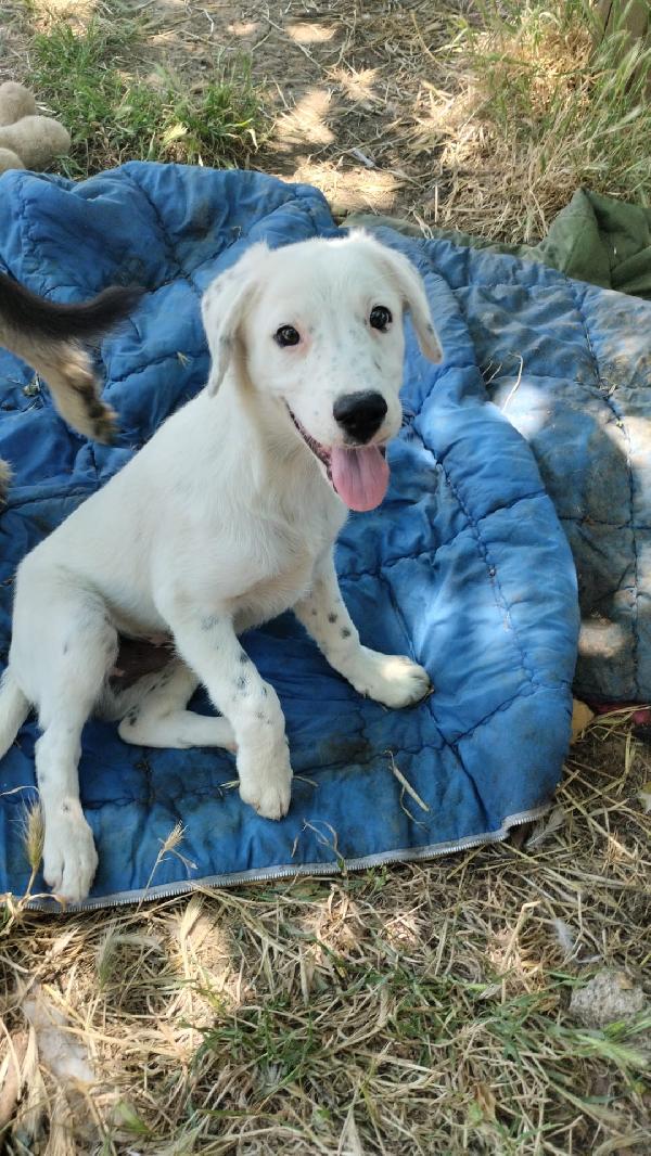 Yoshi Splendido Dolce Cucciolo Cerca Casa 