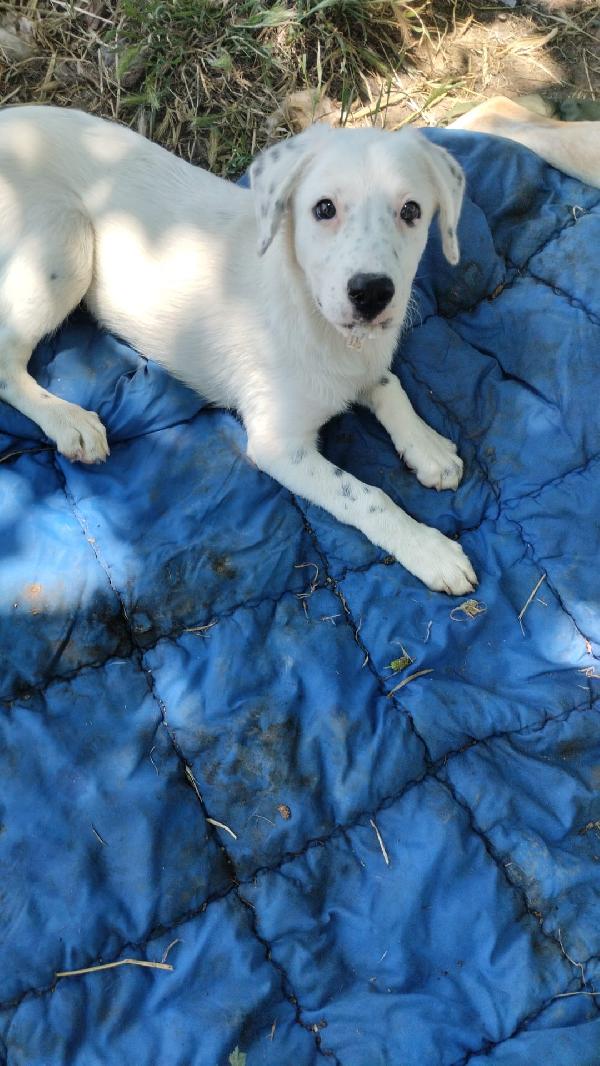 Yoshi splendido dolce cucciolo cerca casa  Foto 3