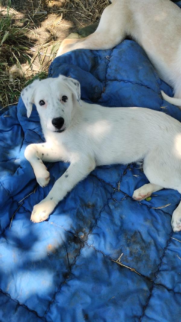 Yoshi splendido dolce cucciolo cerca casa  Foto 4