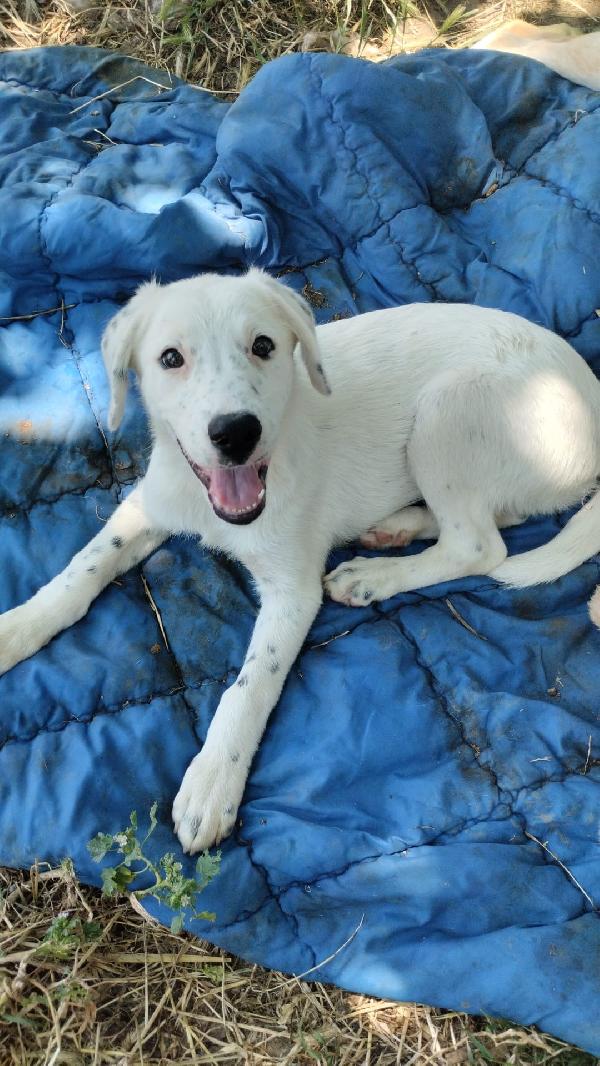 Yoshi splendido dolce cucciolo cerca casa  Foto 5