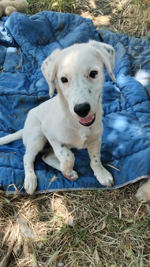 Yoshi splendido dolce cucciolo cerca casa  Foto 7