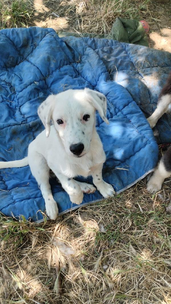 Yoshi splendido dolce cucciolo cerca casa  Foto 8
