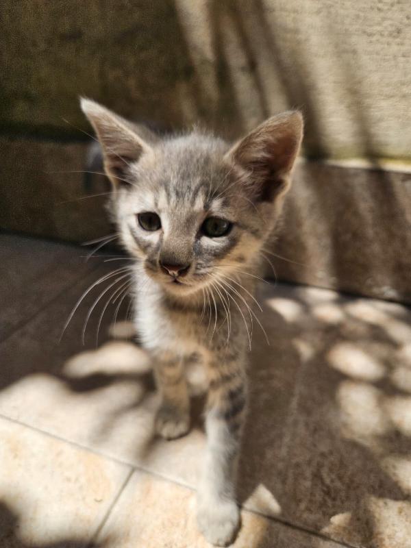 Asso Splendido Dolce Gattino Cerca Casa 