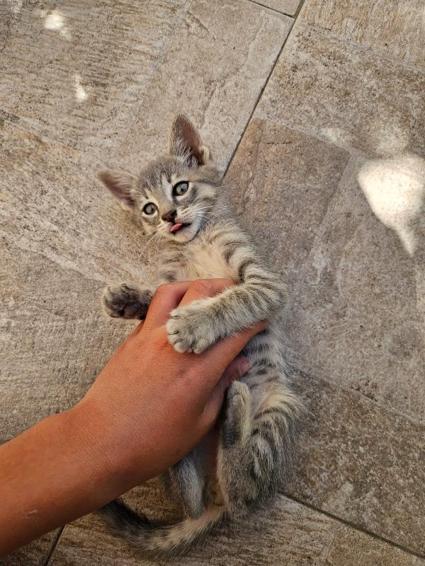 Asso splendido dolce gattino cerca casa  Foto 2
