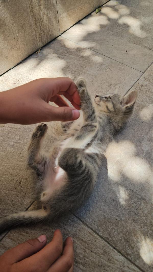 Asso splendido dolce gattino cerca casa  Foto 3