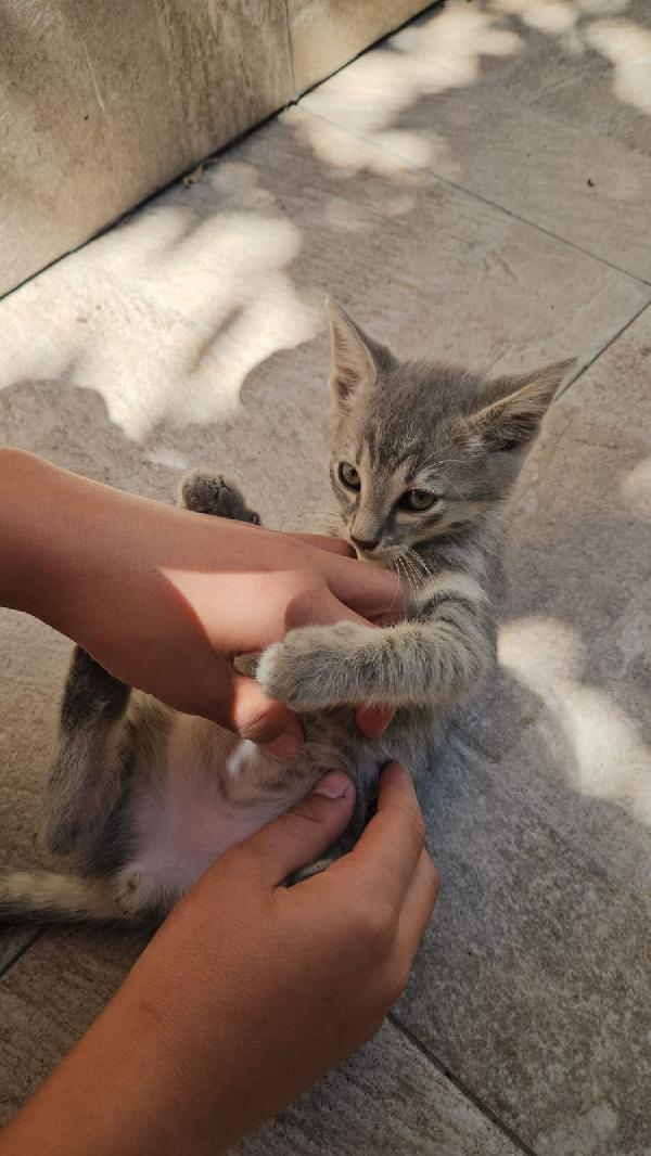 Asso splendido dolce gattino cerca casa  Foto 4