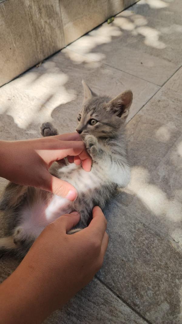Asso splendido dolce gattino cerca casa  Foto 5