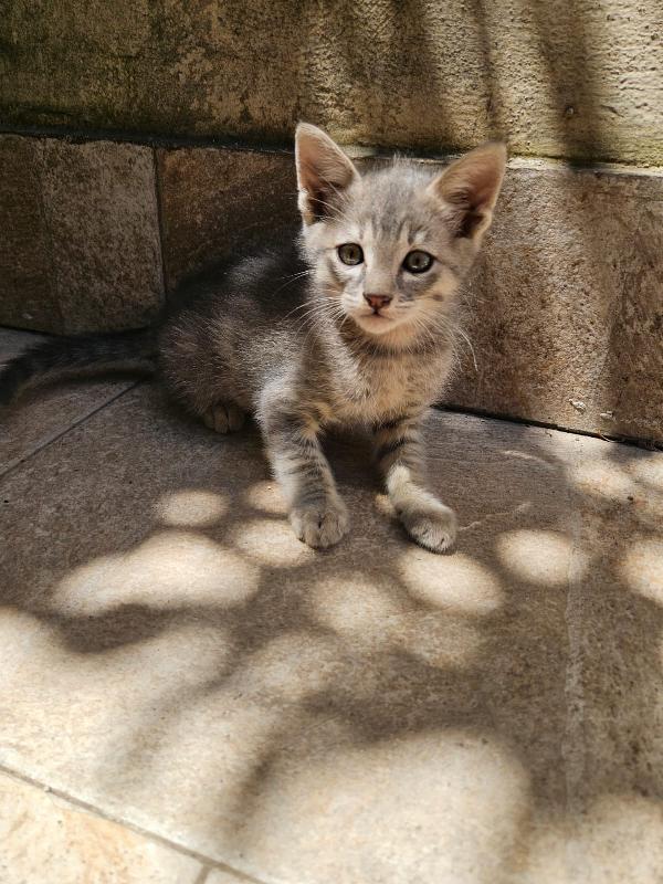 Asso splendido dolce gattino cerca casa  Foto 6