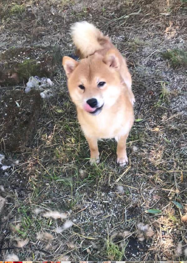 Cedo 2 Cuccioloni Di Shiba Inu