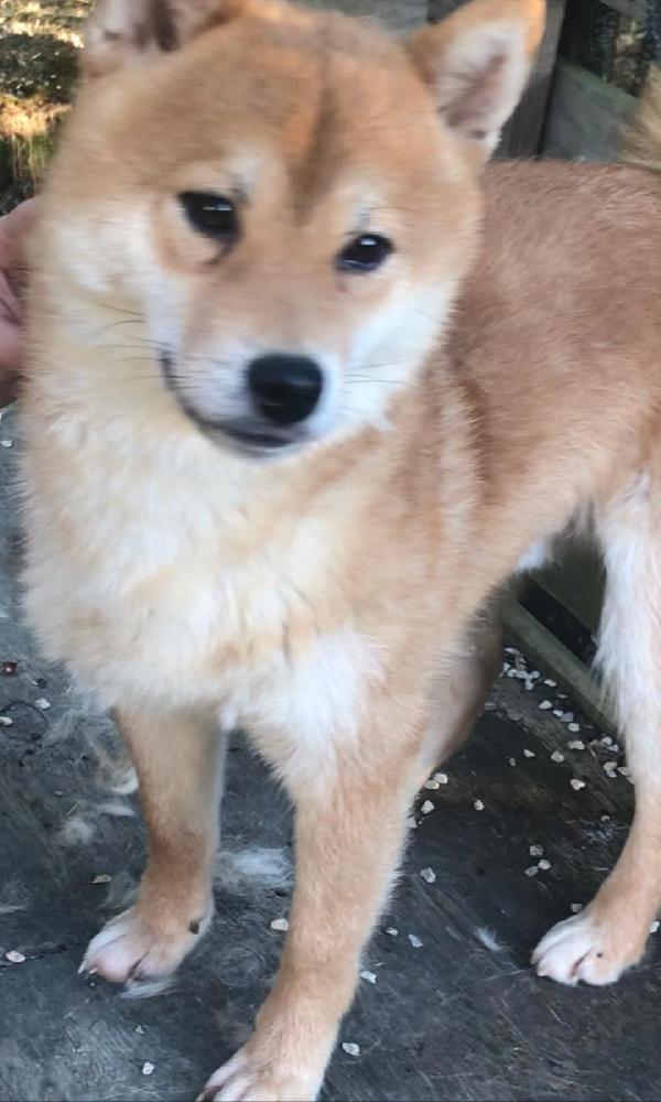 Cedo 2 cuccioloni di shiba inu Foto 2