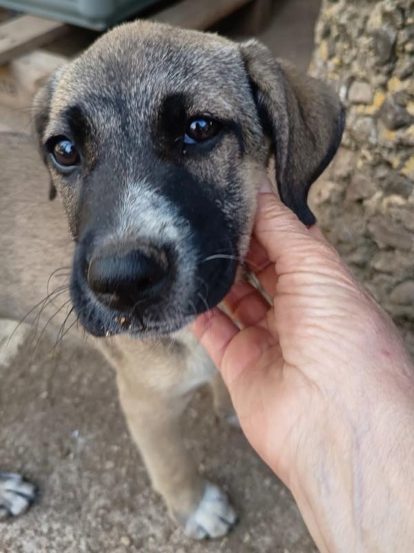 Grace Splendida Dolce Cucciola Cerca Casa 