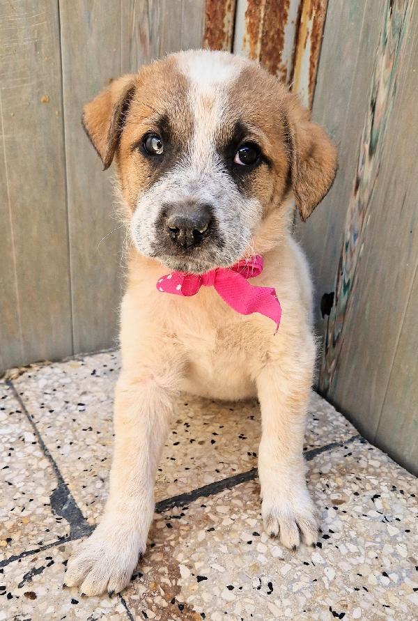 CARLOTTA,IN CANILE,ADOTTABILE IN TUTTA ITALIA! Foto 5