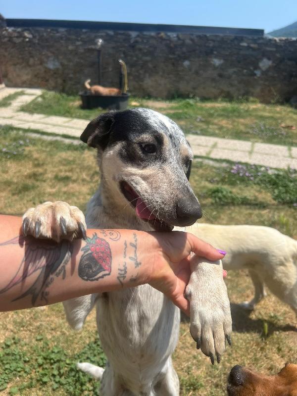 Sara vi aspetta ad Albenga  Foto 8