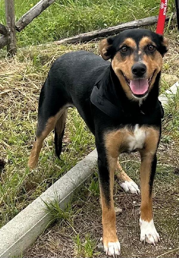 Cocca nera focata 2anni SOS CASA SICILIA Foto 6