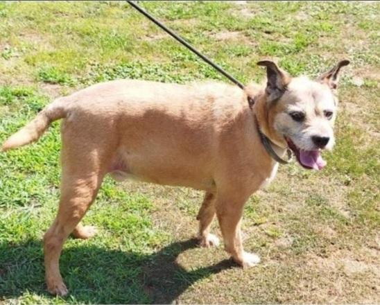 11Anni,Tranquillo, Padrone Deceduto 2Anni Fa Pavia