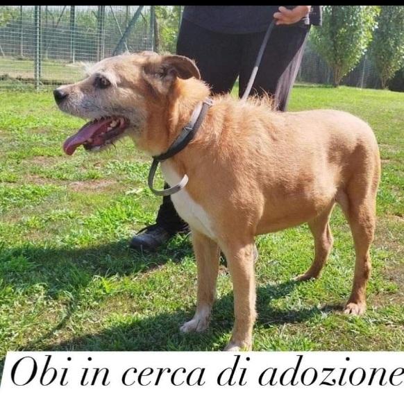 11anni,tranquillo, padrone deceduto 2anni fa PAVIA Foto 2