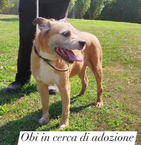 11anni,tranquillo, padrone deceduto 2anni fa PAVIA Foto 3