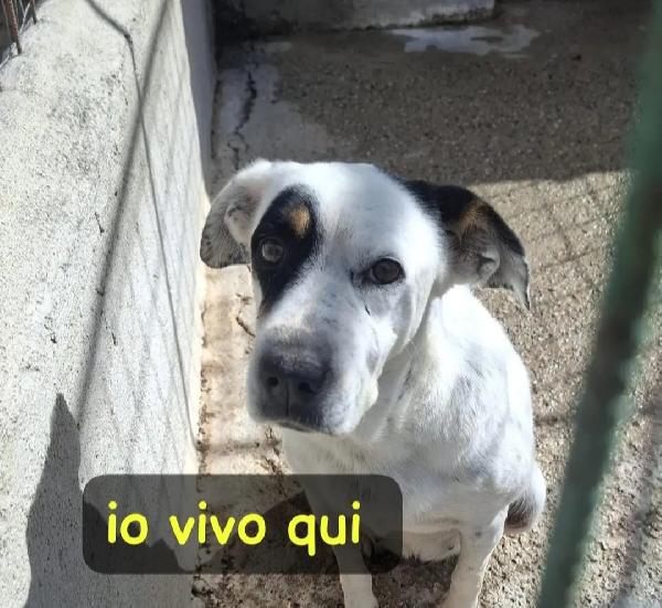 Mix Molossina In Canile Da 14Anni!! Calabria