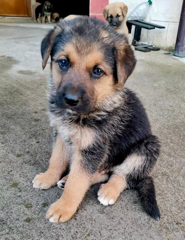 Ancora Cuccioli
