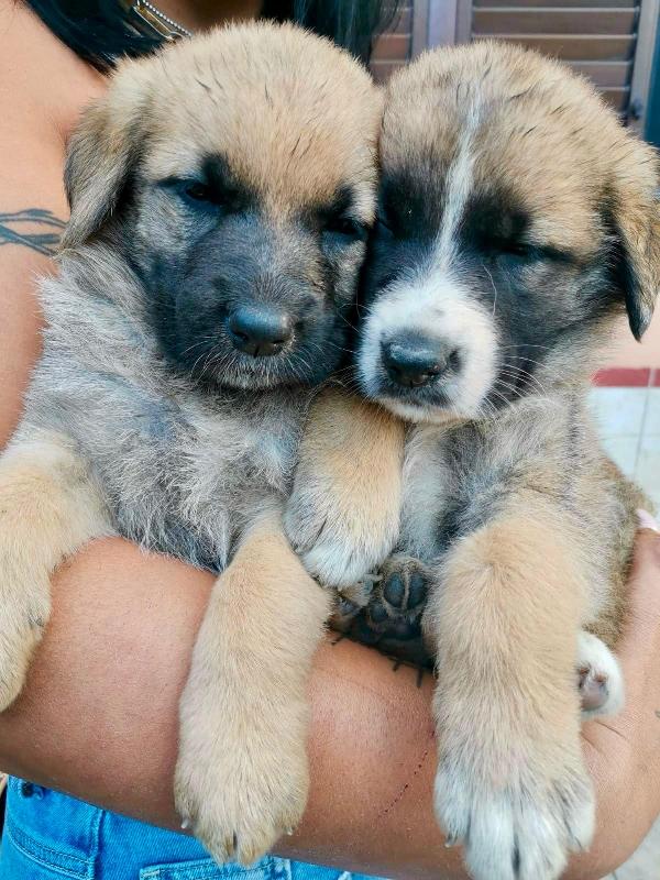ANCORA CUCCIOLI Foto 2
