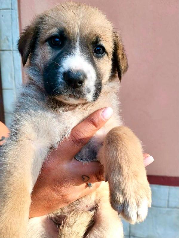 ANCORA CUCCIOLI Foto 3