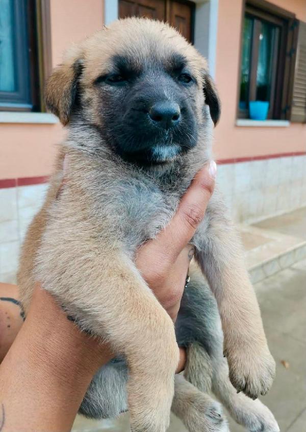 ANCORA CUCCIOLI Foto 4