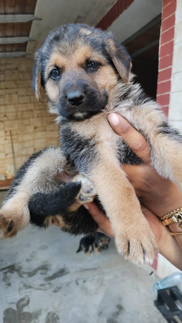 ANCORA CUCCIOLI Foto 5